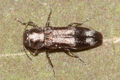 Agrilus subcinctus