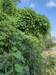 Echinopepon wrightii