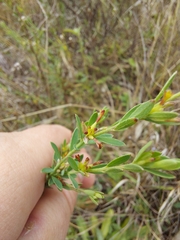 Pimelea curviflora curviflora
