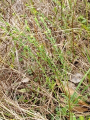 Pimelea curviflora curviflora