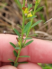 Pimelea curviflora curviflora