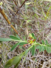 Pimelea curviflora curviflora