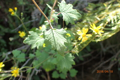 Cineraria glandulosa