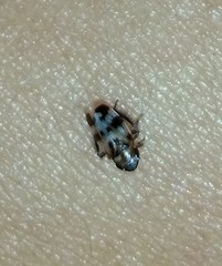 Anoscopus serratulae