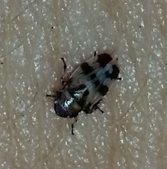 Anoscopus serratulae