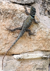 Sceloporus serrifer