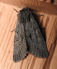 Fishia yosemitae