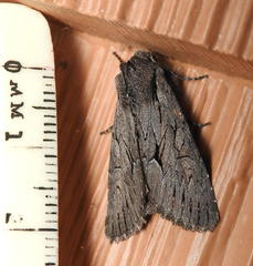 Fishia yosemitae