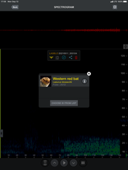 Parastrellus hesperus