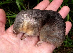 Amblysomus hottentotus iris