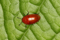 Iphiclus simplex