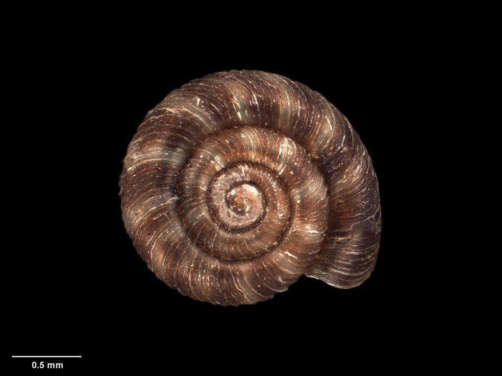 Fectola melchior