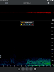 Parastrellus hesperus
