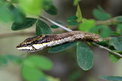 Thelotornis capensis capensis