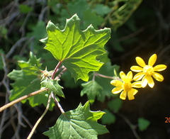 Cineraria glandulosa