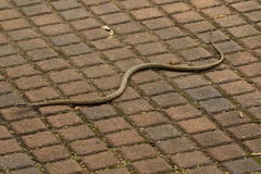 Thelotornis capensis capensis