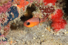 Apogon townsendi