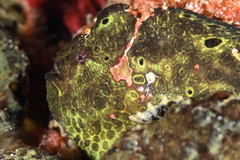 Antennarius multiocellatus