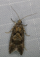 Zeiraphera improbana