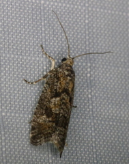 Zeiraphera improbana