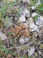 Gentiana squarrosa