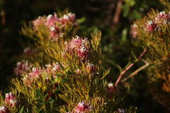 Serruria foeniculacea