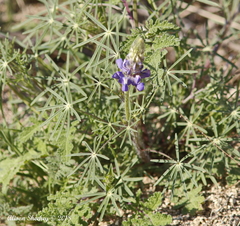 Lupinus benthamii