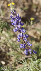 Lupinus benthamii