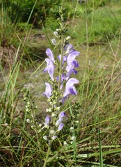 Scutellaria arenicola