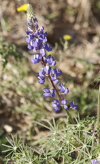 Lupinus benthamii