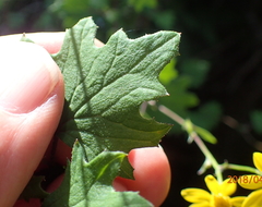 Cineraria glandulosa