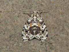 Clemensia cincinnata