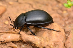 Ablattaria laevigata