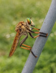Cophinopoda