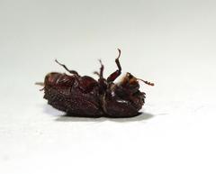 Dinoderopsis
