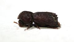 Dinoderopsis