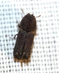 Dinoderopsis