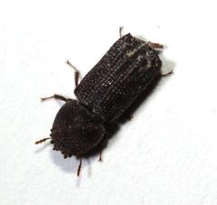 Dinoderopsis