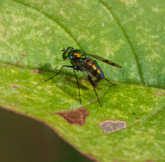 Condylostylus patibulatus