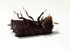 Dinoderopsis