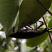 Solenoptera chalumeaui - Photo (c) christenhusz,  זכויות יוצרים חלקיות (CC BY-NC)