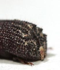 Dinoderopsis