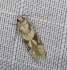 Coleotechnites atrupictella