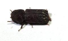 Dinoderopsis