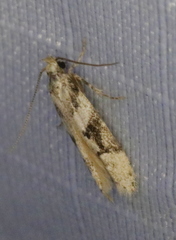 Coleotechnites atrupictella