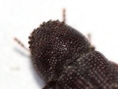 Dinoderopsis