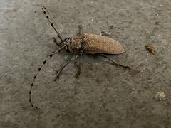 Celosterna scabrator