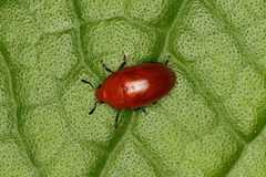 Iphiclus simplex