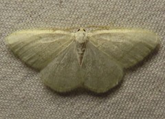 Protitame subalbaria