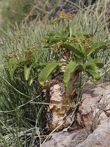 Cyphostemma bainesii image